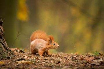 Cute Red squirrel in the natural evironment, wildlife, close up, silhouete, Sciurus vulgaris