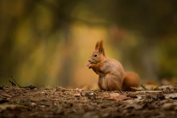 Foto op Canvas Schattige rode eekhoorn in de natuurlijke omgeving, dieren in het wild, close-up, silhouete, Sciurus vulgaris © JAKLZDENEK