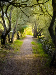 Fototapeta na wymiar Camino en bosque verde terrorífico y misterioso