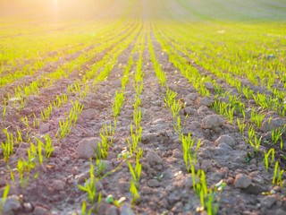 Sprouts of a crop in a field at sunset. Young shoots on the field at sunset. Green grass close-up. Harvest and farming concept
