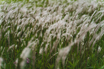 Obraz premium 風に揺れる草花