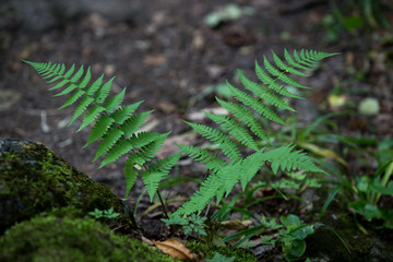 fern in the forest