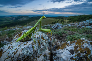Praying mantis in the natural environment, wildlife, macro, detail, close up, Mantis religiosa
