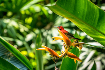 Crimson Sunbird (Aethopyga siparaja) on Heliconia plant