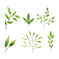 Set of watercolor green branches and leaves. Hand drawn illustration isolated on white. Icons of plants is perfect for ecological design, social media icon, poster, stickers, fabric textile, wallpaper