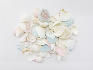 Clean Bright Colorful Elegant Beautiful Artistic Natural Seashells Set for Home Interior and Outdoor Decorative Elements in White Isolated Background 