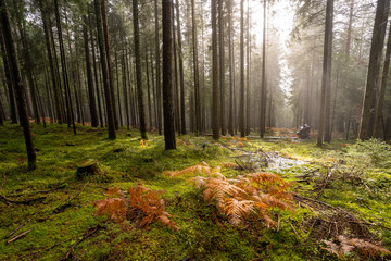 Landschaft um den Titisee - Schwarzwald 