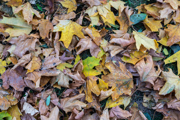 Colorful backround image of fallen autumn leaves perfect for seasonal use
