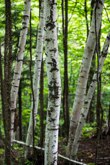 birch trees in the forest