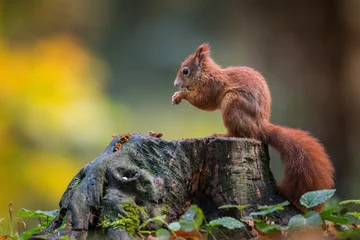 Schilderijen op glas Schattige rode eekhoorn in de natuurlijke omgeving, dieren in het wild, close-up, silhouete, Sciurus vulgaris © JAKLZDENEK