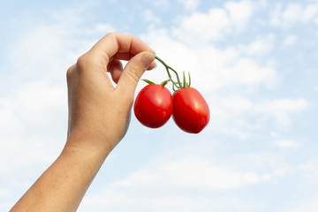 A woman's hand holds two red tomatoes on a green twig against a blue sky with white clouds.