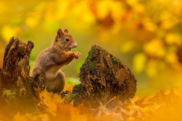 Cute Red squirrel in the natural evironment, wildlife, close up, silhouete, Sciurus vulgaris © JAKLZDENEK
