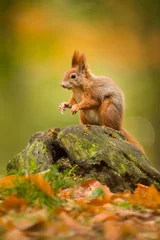 Foto op Plexiglas Schattige rode eekhoorn in de natuurlijke omgeving, dieren in het wild, close-up, silhouete, Sciurus vulgaris © JAKLZDENEK