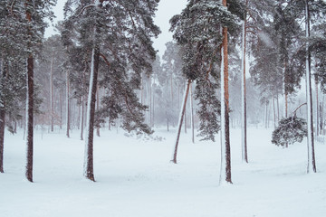 Pine trees under snow at the winter time