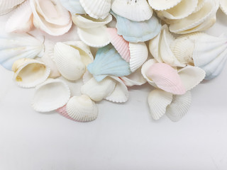 Clean Bright Colorful Elegant Beautiful Artistic Natural Seashells Set for Home Interior and Outdoor Decorative Elements in White Isolated Background 
