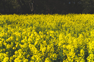 Obraz premium 菜の花畑