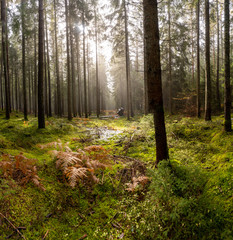 Landschaft um den Titisee - Schwarzwald 