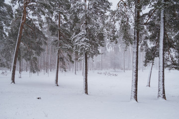 Pine trees under snow at the winter time