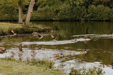 Canards dans l'eau