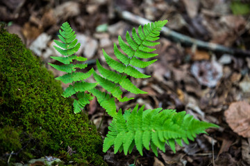 fern in the forest