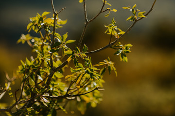 Branches d'automne