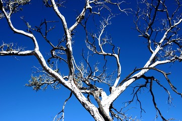white tree