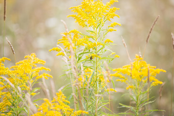 field of yellow flowers