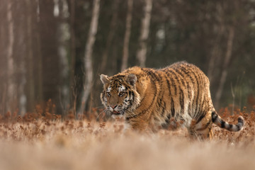 Fototapeta na wymiar Siberian tiger in the natural environment, close up, silhouette, Panthera tigris altaica