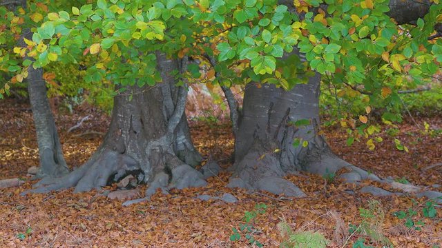 Two big beech trees in autumn time on the beech forest