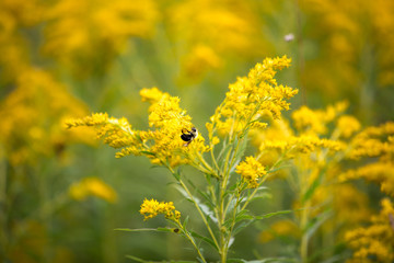 bee on yellow flower
