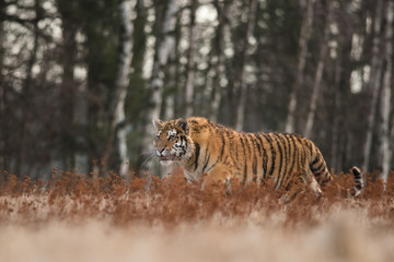 Siberian tiger in the natural environment, close up, silhouette, Panthera tigris altaica