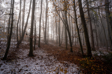 Landschaft um den Titisee - Schwarzwald 