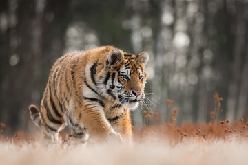 Siberian tiger in the natural environment, close up, silhouette, Panthera tigris altaica