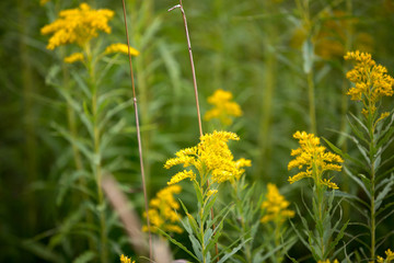Yellow Flowers and High Grass