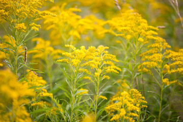 field of yellow flowers