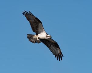 Fototapeta na wymiar An Osprey in flight with a fish in its talons.