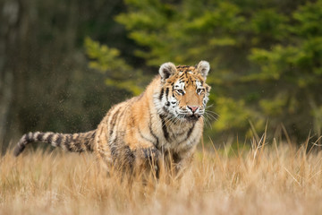 Siberian tiger in the natural environment, close up, silhouette, Panthera tigris altaica