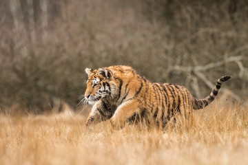 Siberian tiger in the natural environment, close up, silhouette, Panthera tigris altaica