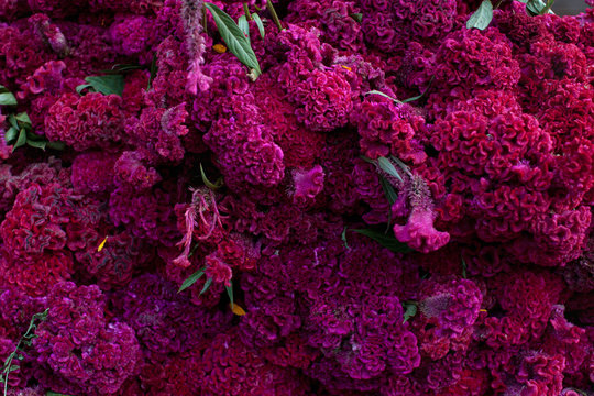 Flor de terciopelo para Dia de Muertos