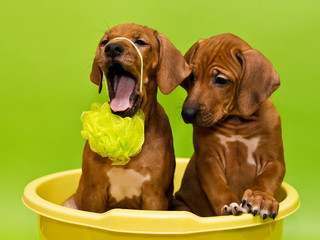 Two puppies bathing in yellow basin surrounded with soap bubbles