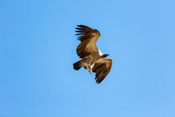 Cape Vulture against the blue sky
