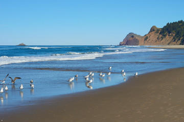 Fototapeta na wymiar Flock of seagulls by the ocean near Lincoln City.
