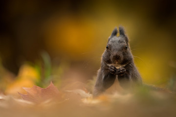 Cute Red squirrel in the natural evironment, wildlife, close up, silhouete, Sciurus vulgaris