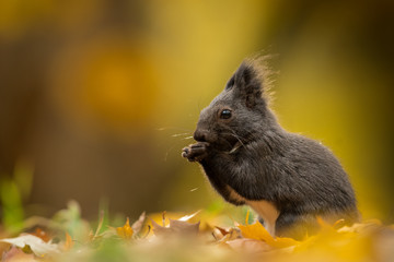 Cute Red squirrel in the natural evironment, wildlife, close up, silhouete, Sciurus vulgaris