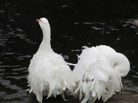 Sebastopol Goose