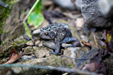Toad Relaxing on Rocks
