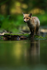 Cute Red fox in the natural environment, Vulpes vulpes, Europe