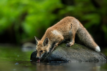 Cute Red fox in the natural environment, Vulpes vulpes, Europe