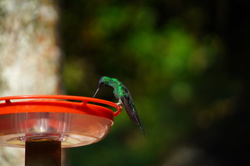 hummingbird in nature on feeder