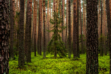 Obraz premium Forest After Rain